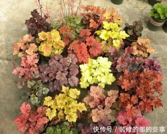 「阳光」这5种叶子花,命贱好养,没阳光也能长好!叶子比花好看