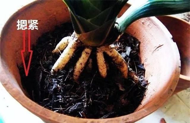 「土里多加」春天给兰花、君子兰换盆,土里多加“1种”小东西,生根快长得旺