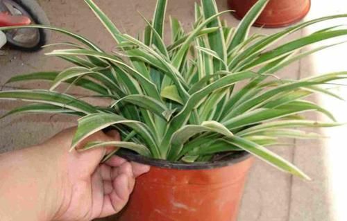 「吊兰的根」吊兰根系'撑爆'盆?跟着小编学,养根、分株,花盆都装不下