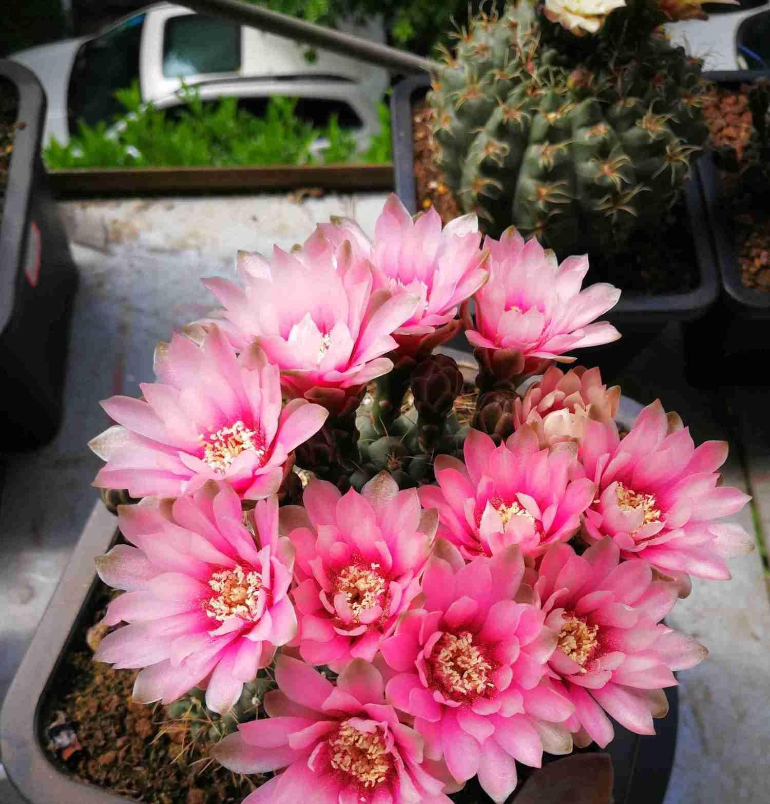 「值得」仙人球中的“开花机器”，一年开花多次，漂亮又好养，值得拥有！