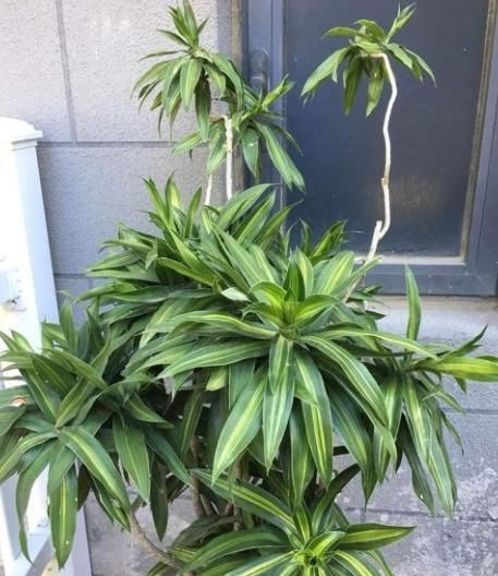  #阳光#3种花，室内异味'收割机'，养上一盆，耐阴，长势旺