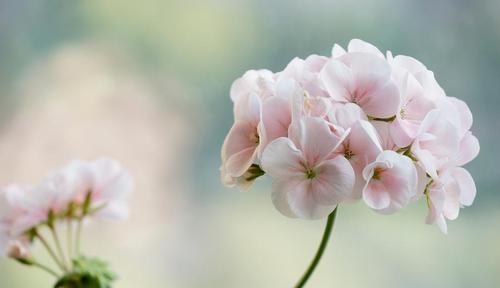  装点■装点阳台窗台的宠儿——天竺葵，这样养护开花漂亮又简单。