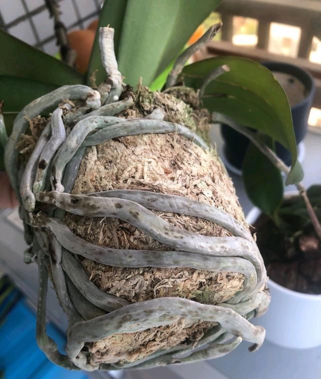  花盆■蝴蝶兰长得好不好，看根系就知道，蝴蝶兰旺根技巧