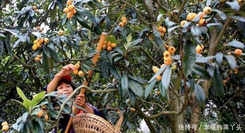  「寓意」七种适合种在院子里的果树，有的寓意吉祥，有的果实很