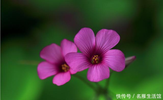  [花园]5种花，堪称“开花机器”，花期长、花量大，家里变花园！