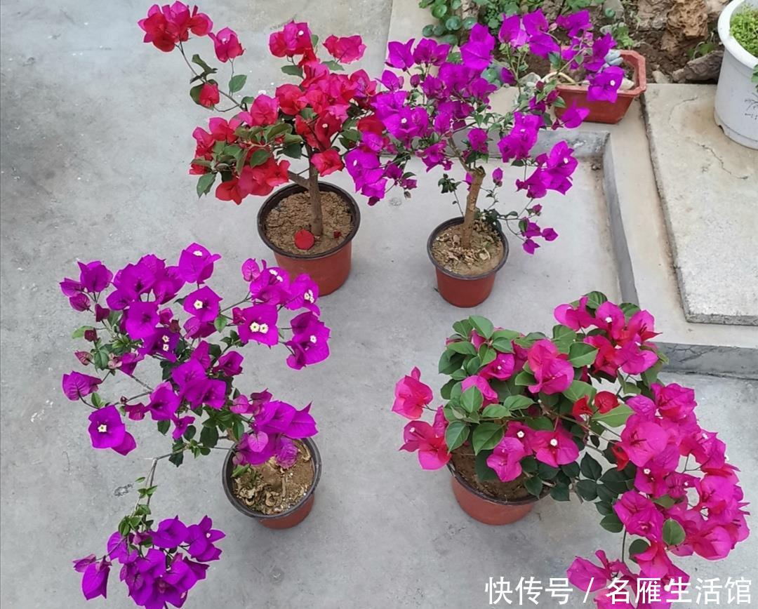  『光照』春天这5种花，要多晒太阳，不然光长叶子，开花少