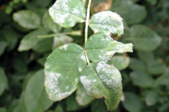  白粉病|春末夏初，月季花防治黑斑、白粉病有方法，安全度夏，远离病害
