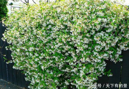  「深受」风车茉莉花朵小而雪白，形似风车，深受花友们的喜爱