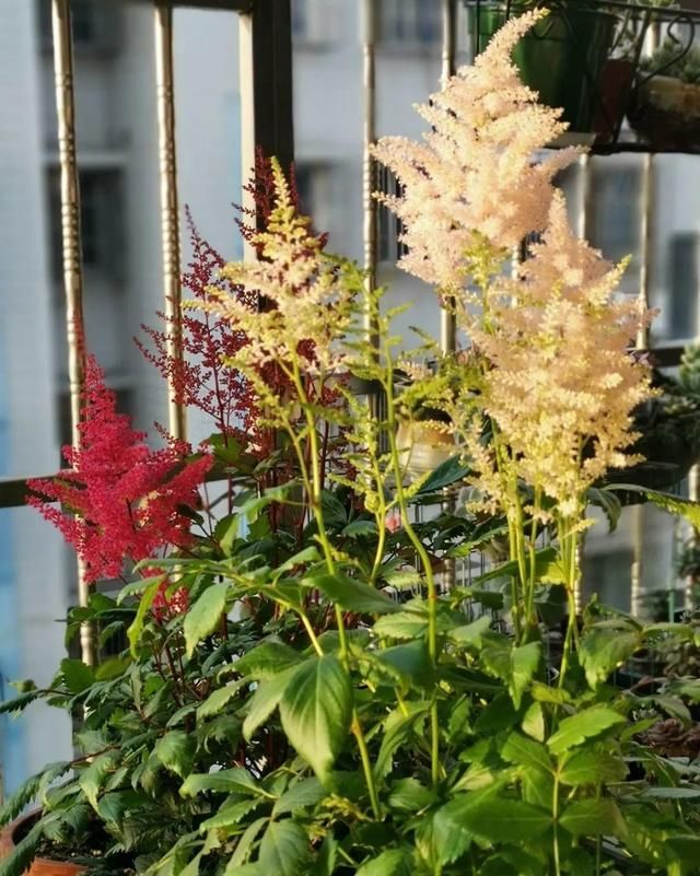  「图片作者」10种小众花，今年最流行，养1盆仙气十足！