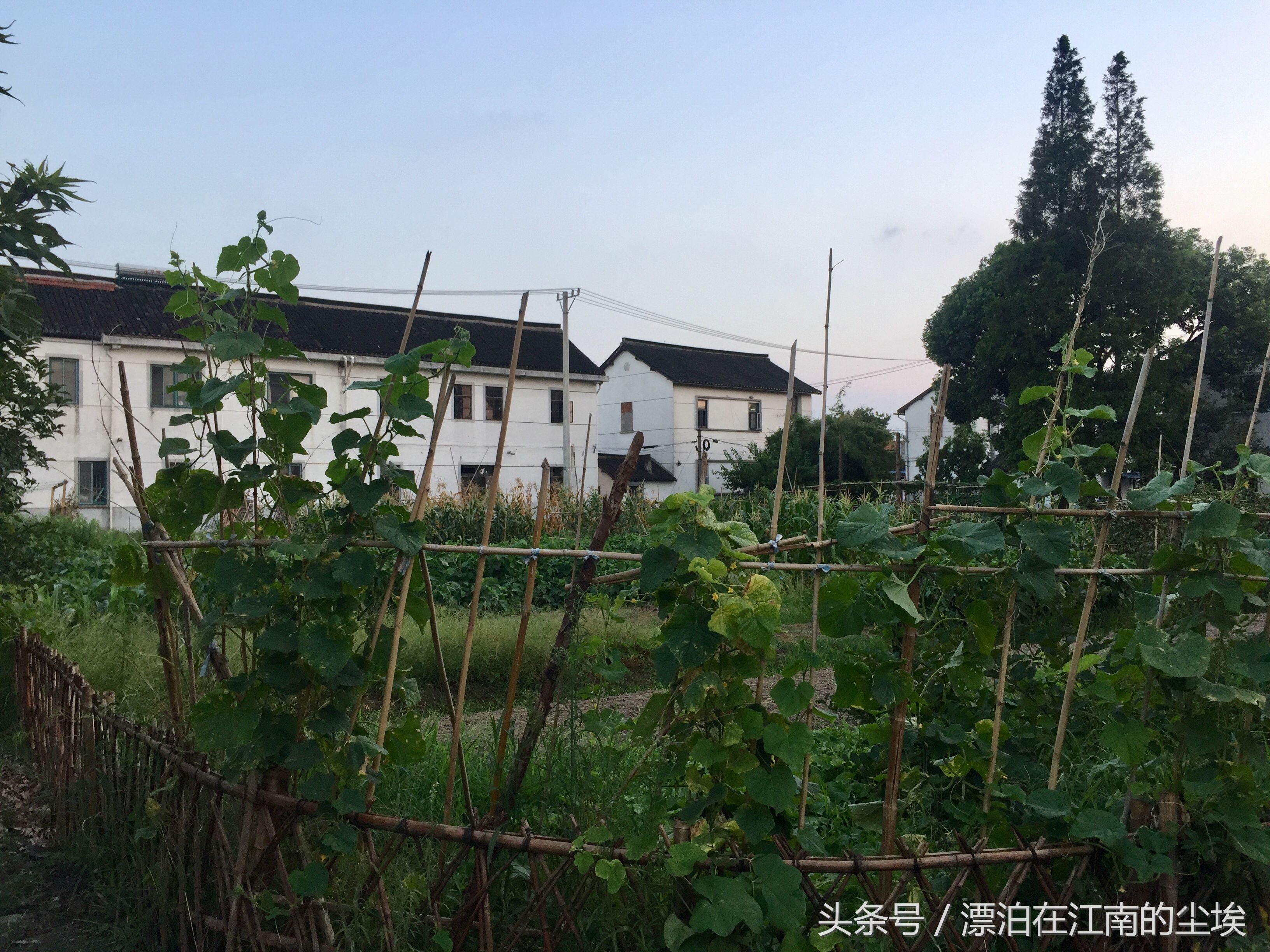 实拍昆山美丽的农村 小桥流水 夏种瓜果冬种菜