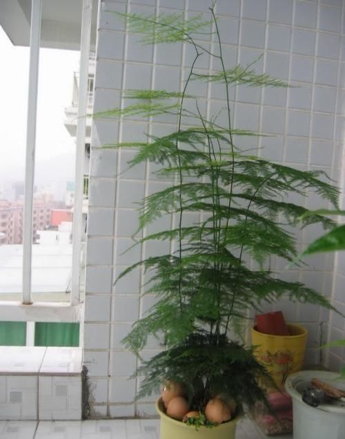  【大树】文竹晒点散射光，喝点“大补药”，摆脱弱不禁风，长成大树爬满墙
