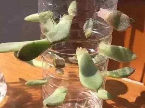  「出芽」多肉叶插容易活,为何我埋在土里这么久,还是没有出芽?