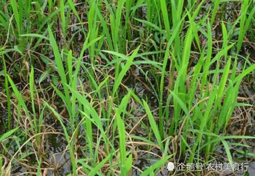 农村里常见的野草，被农民称为稗草，过去拿来喂牲畜，如今很珍贵