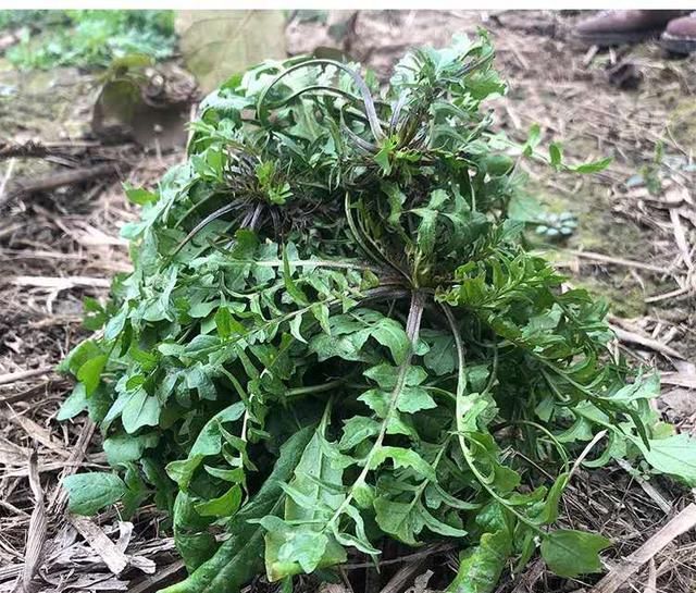  「荠菜」乡下的这种野菜每年2月突然变长，就像浇油一样。你见过