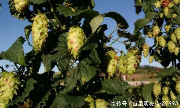 啤酒花■这植物名叫啤酒花，制作啤酒却少不了它，如今市面上一