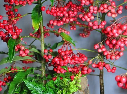 「养护」这花寓意好,养眼又招财,客厅摆一盆,胜过发财树数倍,您有吗