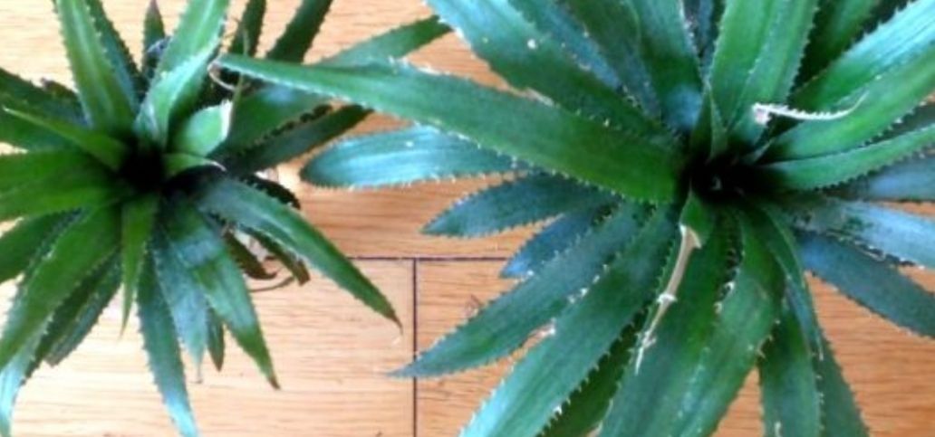  「叶子的菠萝」吃完的菠萝头不要扔,教你种出好看的菠萝盆栽,还能长菠萝