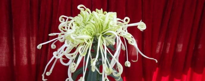  『腾飞』喜欢菊花，首选“珍品名菊”玉龙腾飞，似玉龙飞天，高贵典雅