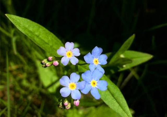  『盆栽』3种花本是湿地植物，现在也可以盆栽种植，水浇多了也不会死