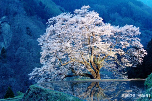 2019年樱花前线来袭！快来看最新樱花季预测！