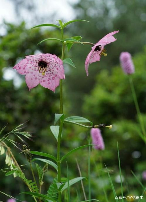  【传统】濒危物种｜百合是我国传统名花，您可见过开瓣豹子花？