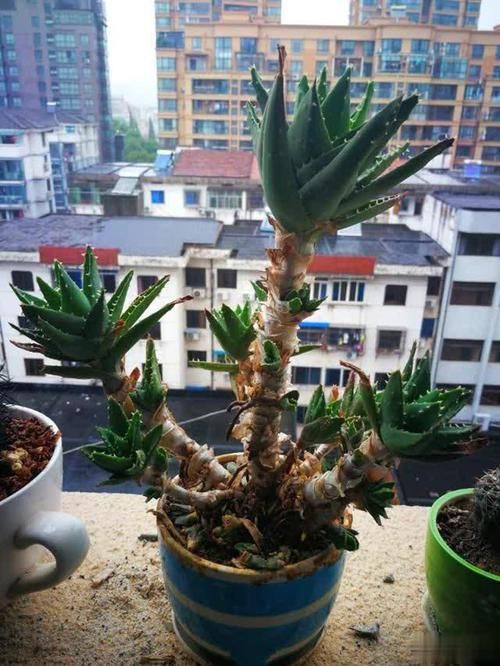  【值钱】芦荟不值钱，养成“老桩”很稀罕，叶子胶质多，越老越值钱