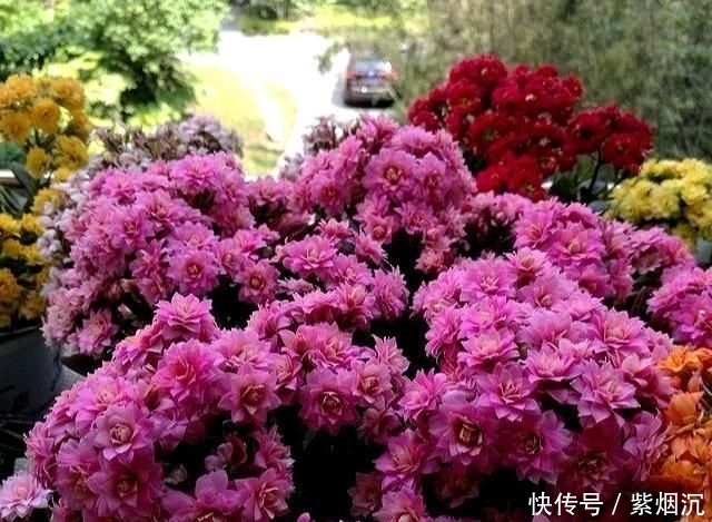 【扦插】现在扦插“2种花”,生根就“疯长”,一开200天,开花就爆盆