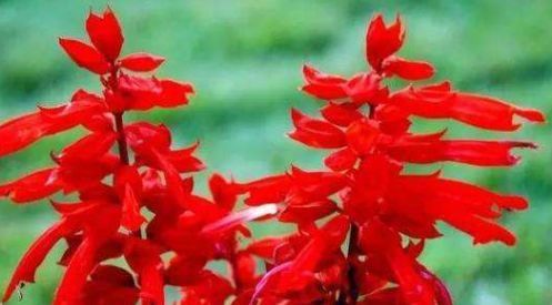  「迎风」这几款花卉，养在家中幽香四溢，花色鲜艳花期长，迎风绽放