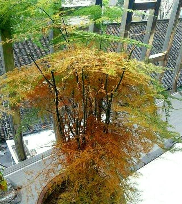  【蒸发量】文竹度夏这样养，不黄叶烂根，郁郁葱葱惹人爱