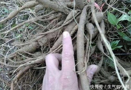 #值钱#在深山,有1种“牛大力”,根茎有40厘米长,值钱又珍贵,请爱惜