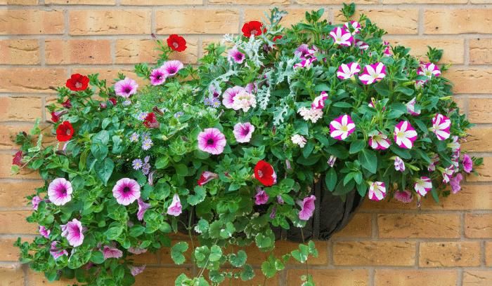  适合■适合阳台春种的3种“懒人花”，给点阳光就“泛滥”，轻松开满盆