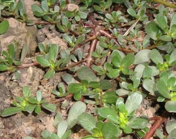  「实用」乡间趣事！3种“野草”养家中，装饰房间又实用，好处多多，不比绿萝差