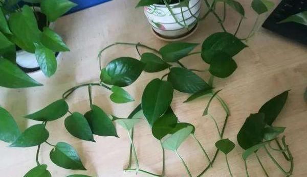  【花草】塑料瓶多要扔掉？1招变身“养花神器”，防寒又保暖，夏季能保湿