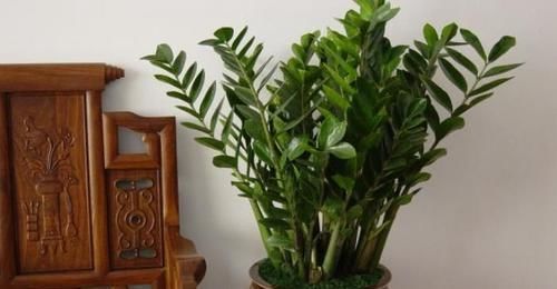  『剪根』4种“花”不用买，剪根枝条“扔盆里”，半月冒出大白根，真省钱