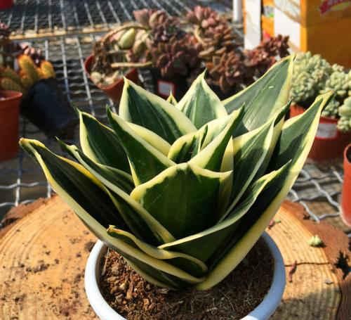  虎皮兰：虎尾兰咋蹦出这么多品种？看的眼花缭乱，真想全部集齐！