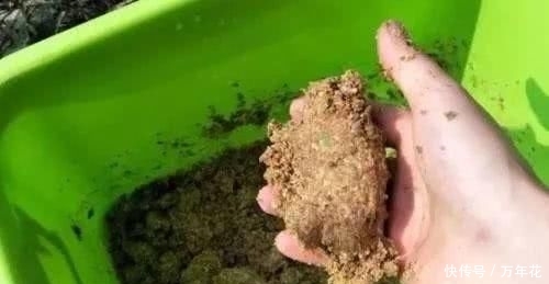  动静：对付野钓水域的鲤鱼配方，开竿几分钟就有动静来！