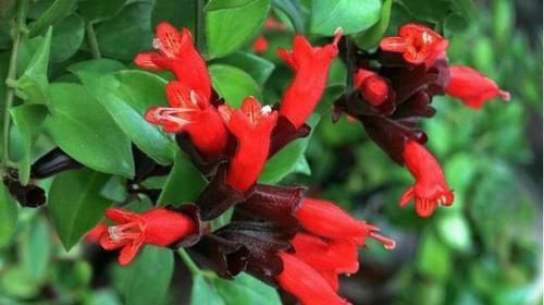  「强悍」这种植物别名“口红吊兰”，一年四季都开花，繁殖能力强悍，花美