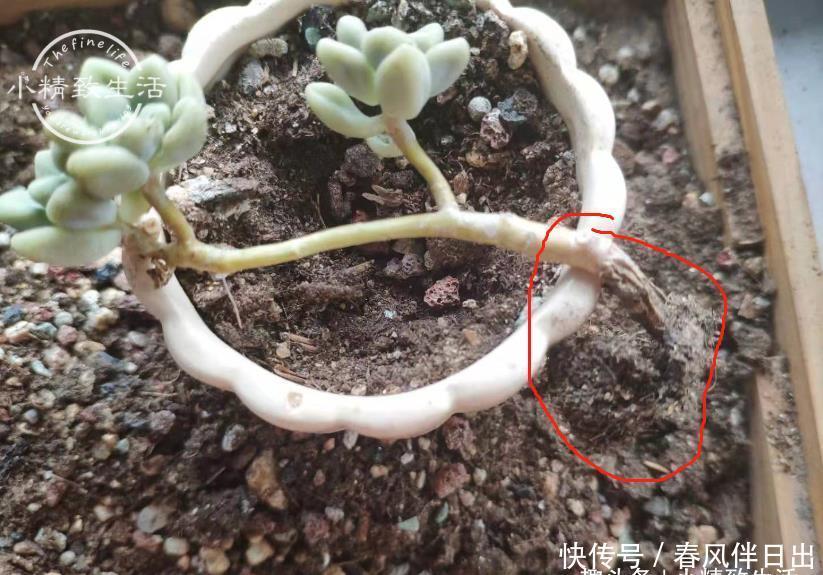 总烂|新手养多肉,总烂根?一般逃不过3个原因,浇水仅排最后