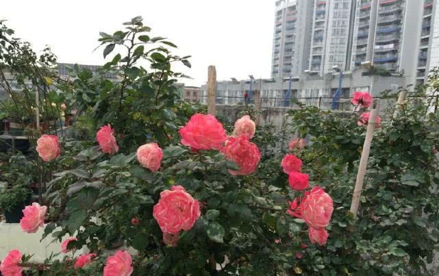  阳台盆栽@长势最快的藤本植物，一年成花墙，花色绚丽还能四季开花