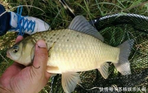  『鱼率』都说顿口中鱼率高，为啥浮漂却出不来顿口怎样才能调出顿口