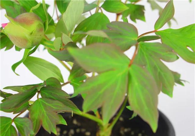  全场■国花牡丹，春天最大气的花，开出第一朵，就惊艳全场！