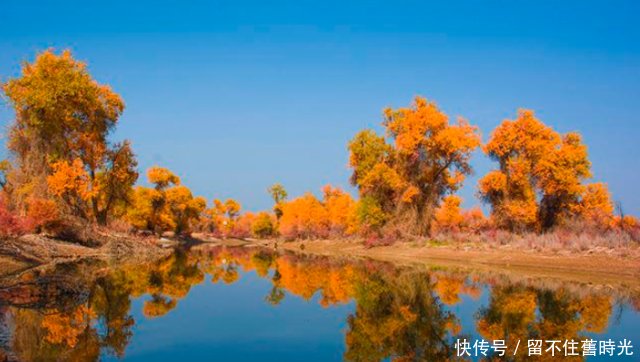  [新疆]中国胡杨在新疆，新疆胡杨看沙雅，沙雅胡杨甲天下！