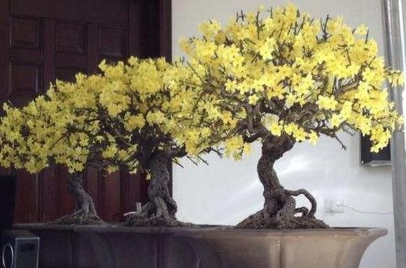  『盆栽』盆栽植物总烂根,知道这4个原因还不够,解决方法更重要