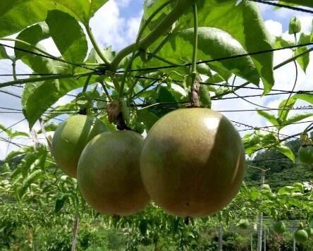  「好玩」植物戴上动物的名字以后惊艳了世界，8种带“鸡”的植物太好玩
