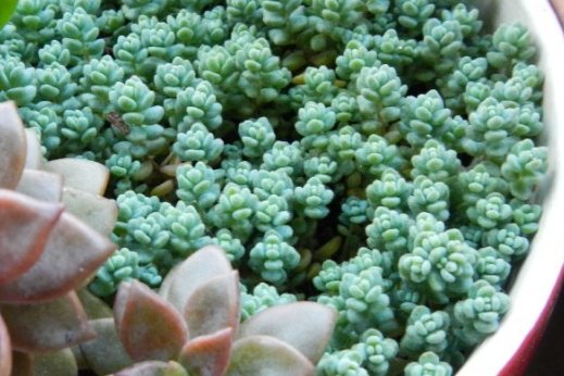  阳光：6种怎么养都能爆盆的花草，不浇水都能活，一样开花爆盆