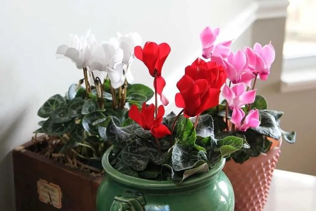  『家里』在室内半阴处容易开花的11种盆栽开花植物，家里可多种几种