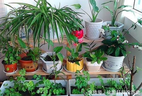  家里■家里这些东西，养花好着呢，垫盆里10年不烂根，养啥都爆盆！