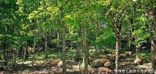  适合|农村房屋后院有一千多平米空地，在农村适合做什么？