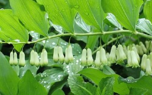  #黄精#过去野外常见的一种植物，如今浑身是宝，不少农民靠种植