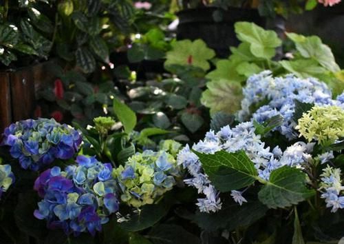 盆土@买回来的绣球花如何上盆快速生根服盆?扒拉一圈土,根系要松散